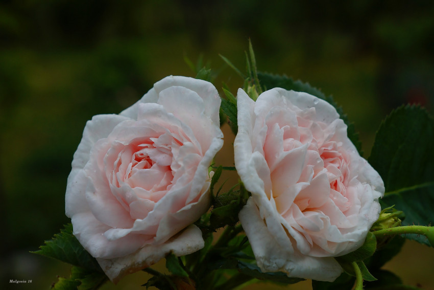 Tapeta Róże