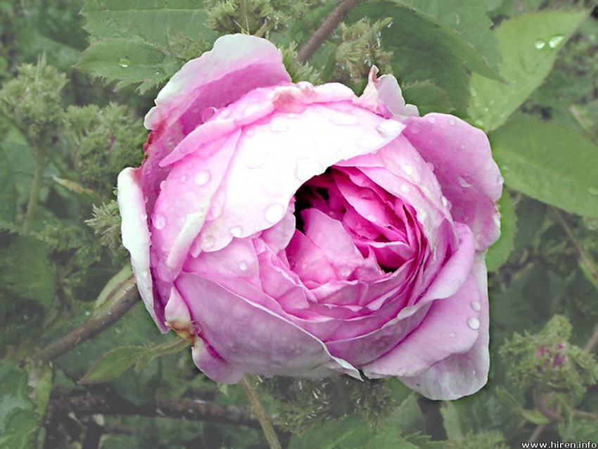 Tapeta roze (96).jpg