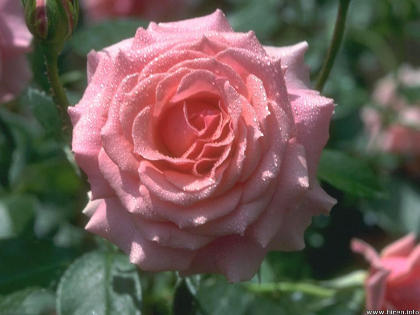 Tapeta roze (98).jpg