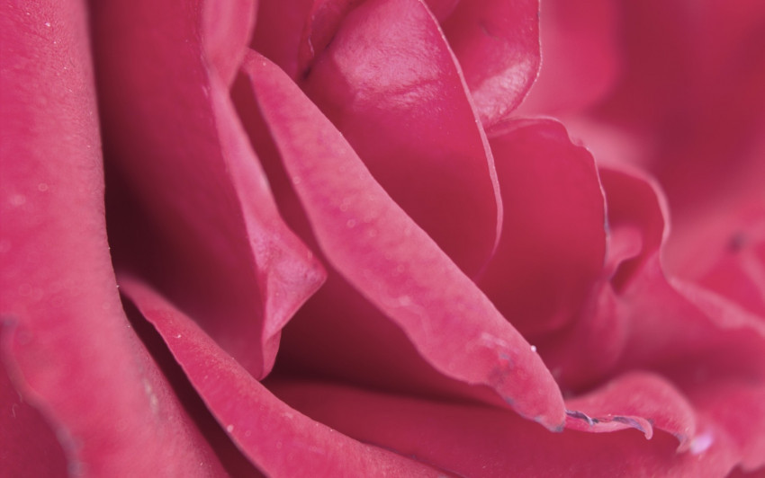 Tapeta Różowa róża