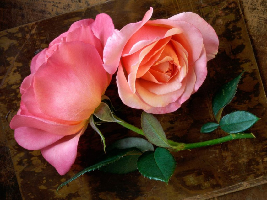 Tapeta rozowa roza
