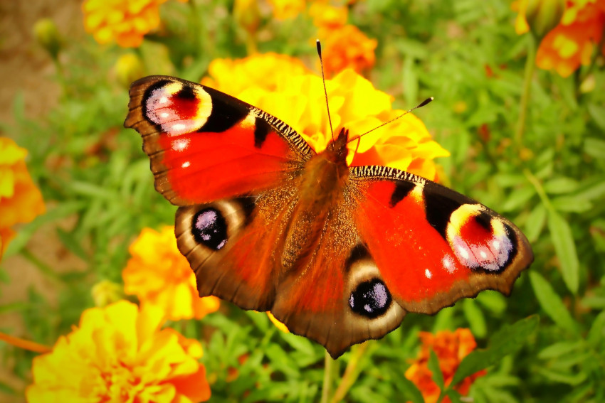 Tapeta Rusałka pawik spija nektar z kwiatka