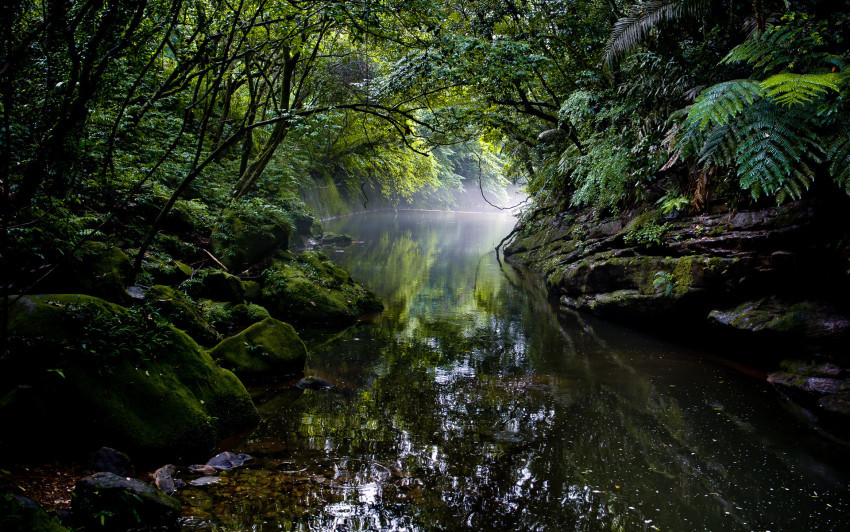 Tapeta Rzeka w lesie