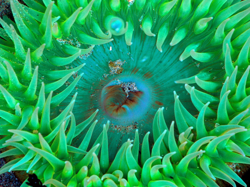 Tapeta Sea Anemone.jpg