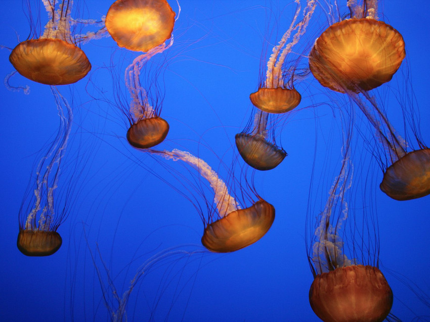 Tapeta Sea Nettles, Monterey Bay Aquarium, California.jpg