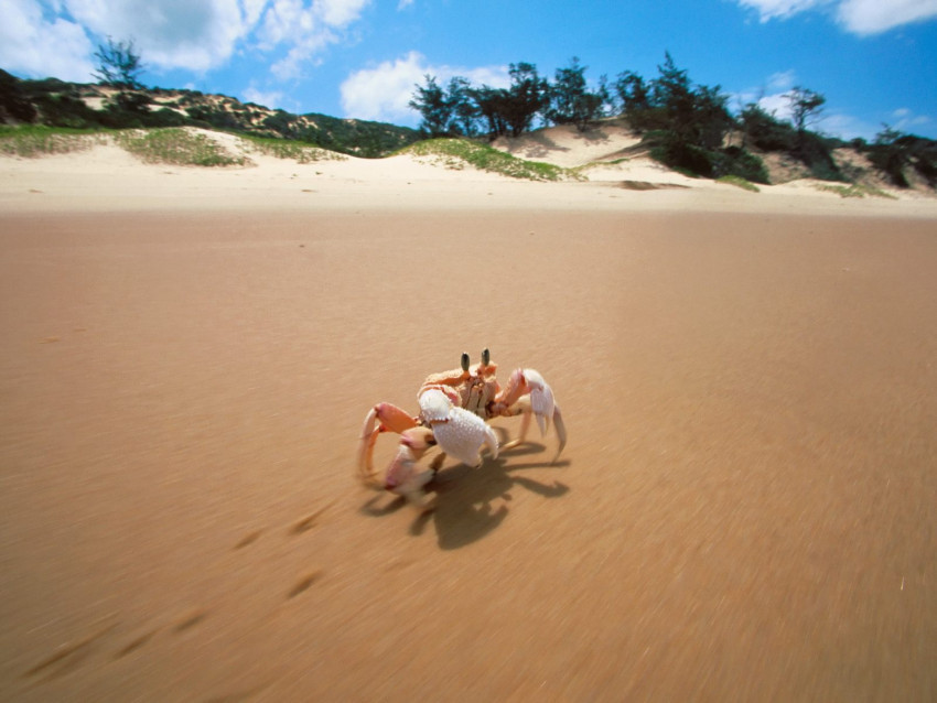 Tapeta Sidesteppin', Crab, Bazaruto, Mozambique.jpg