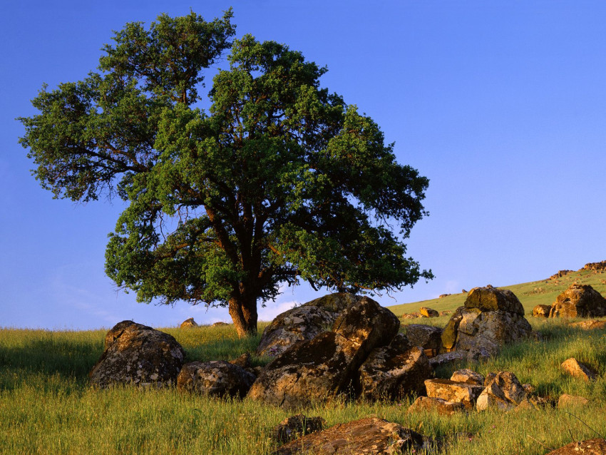 Tapeta Sierra Nevada Foothills, California.jpg