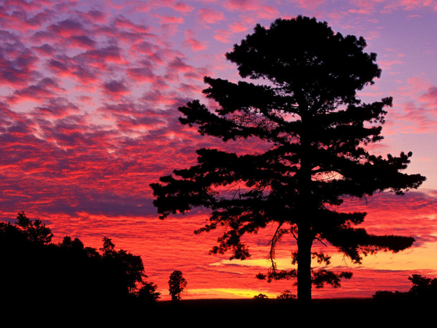 Tapeta Silhouetted Pine at Sunset, Kentucky.jpg