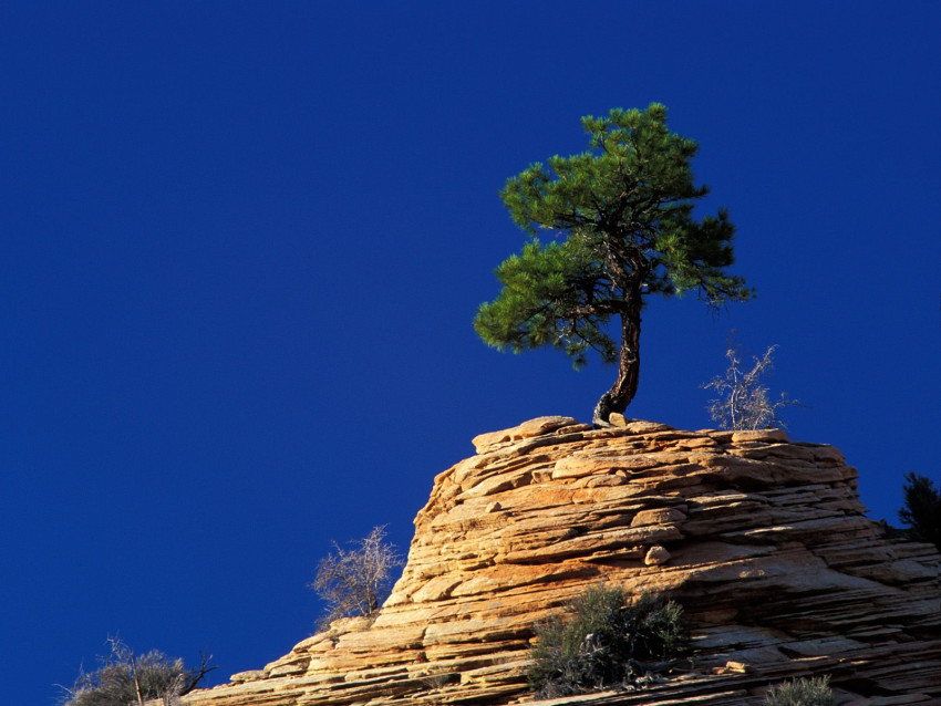 Tapeta Single Pine Tree Atop Sandstone Formation, Zion National Park, Utah.jpg