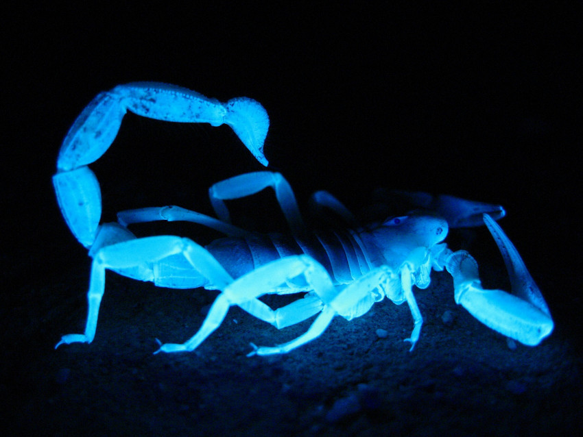 Tapeta Skorpion w niebiesko-zielonych barwach