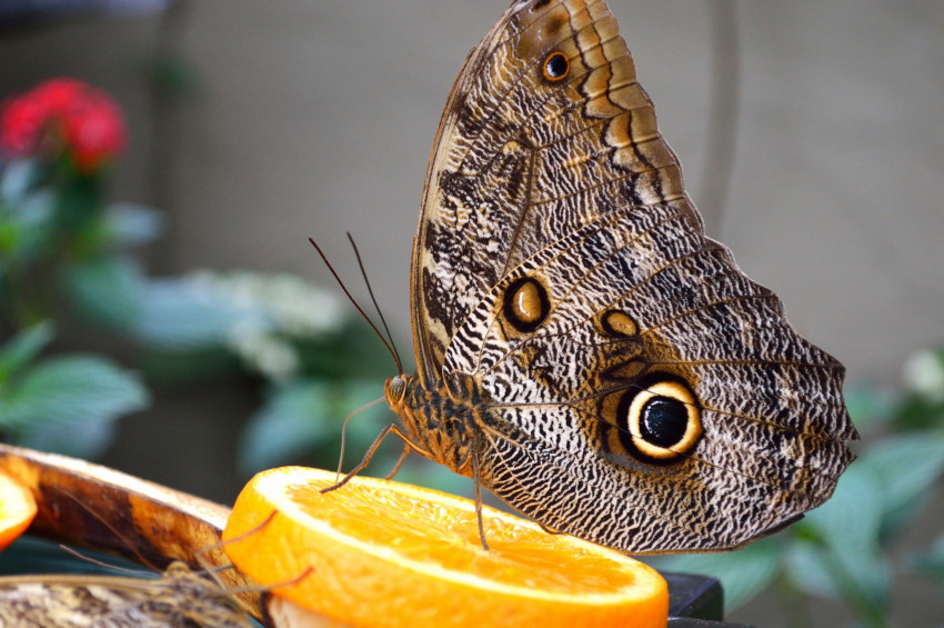 Tapeta Sowa Motyl, Caligo Motyl