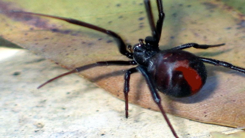 Tapeta spider