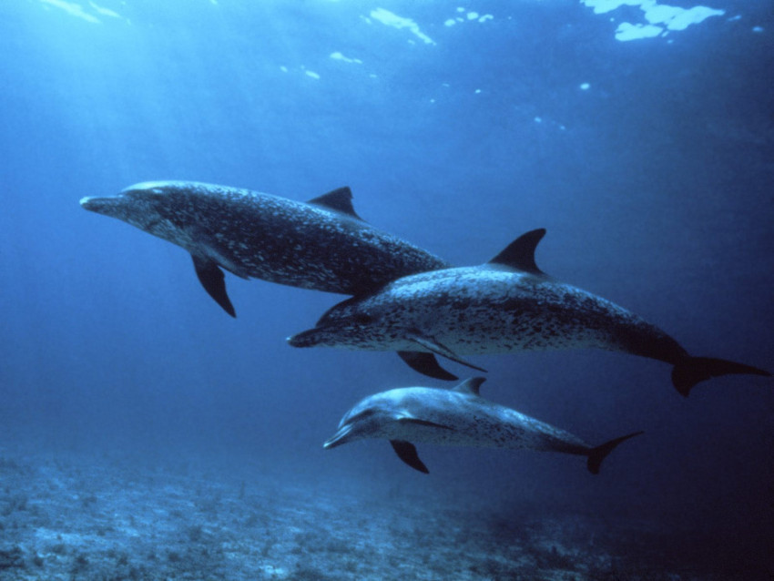 Tapeta Spotted Dolphins, Bahamas.jpg