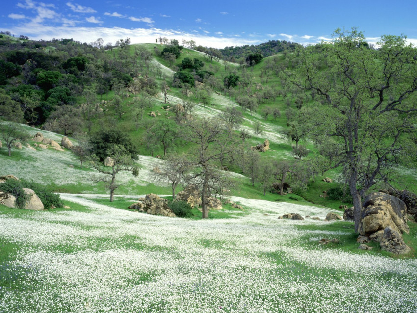 Tapeta Spring Wildflowers and Oak Covered Hills, Kern County, California.jpg
