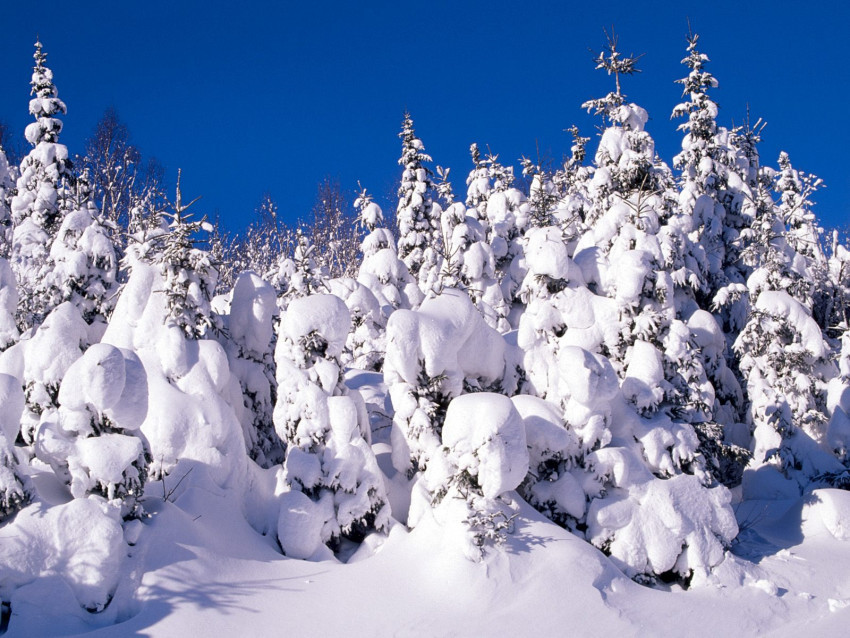 Tapeta Spruce Trees Covered in Snow, Canada.jpg