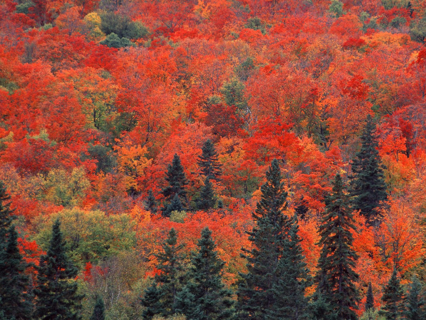 Tapeta Sugar Maples and Spruce Trees, Ontario, Canada.jpg