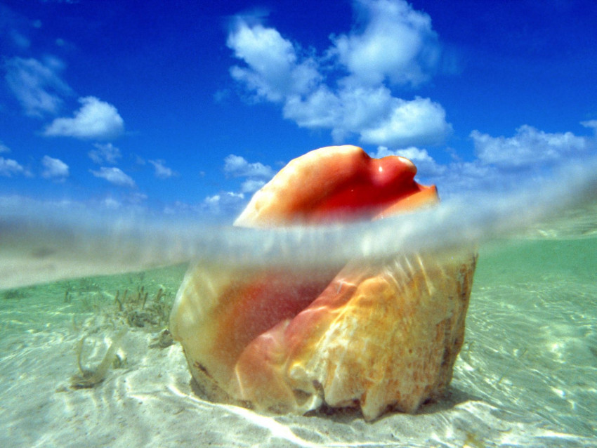 Tapeta Sunken Treasure, Conch Shell, Bahamas.jpg