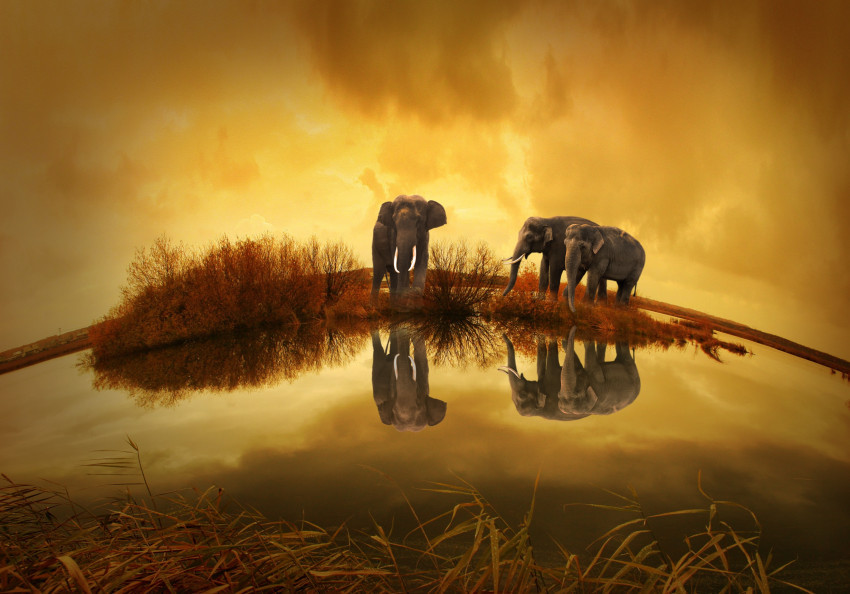 Tapeta Tajlandia i słonie