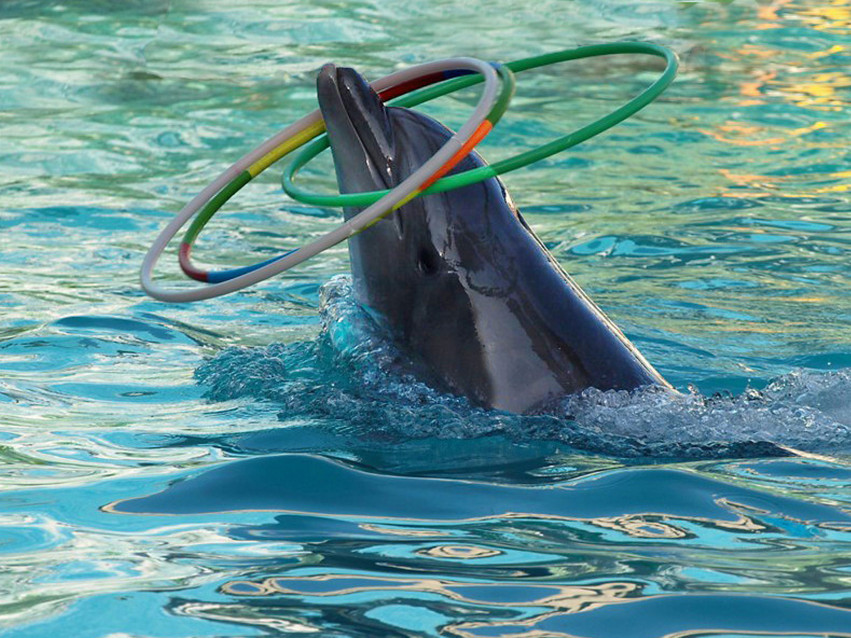 Tapeta tapety delfiny (11).jpg