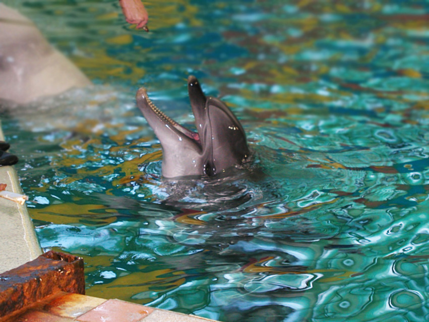 Tapeta tapety delfiny (12).jpg