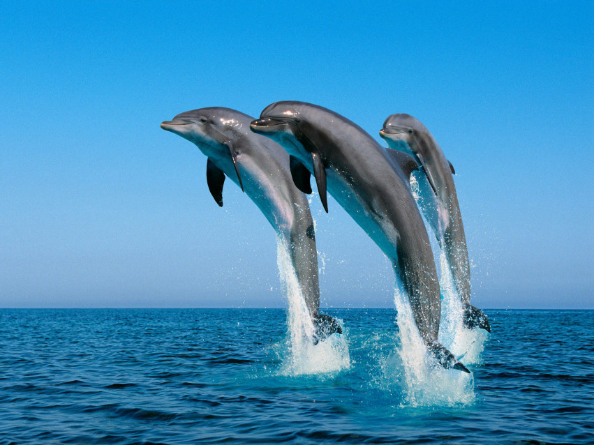 Tapeta tapety delfiny (18).jpg
