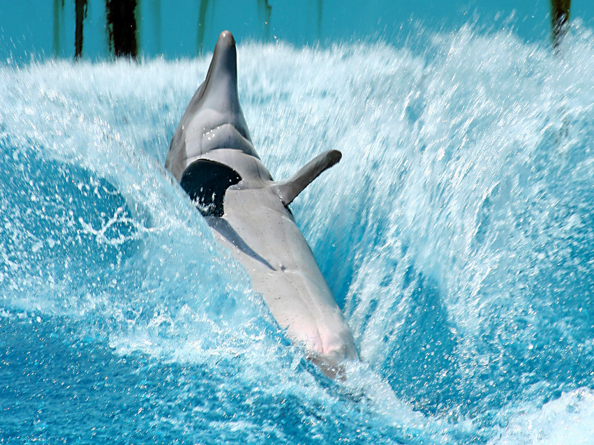Tapeta tapety delfiny (23).jpg