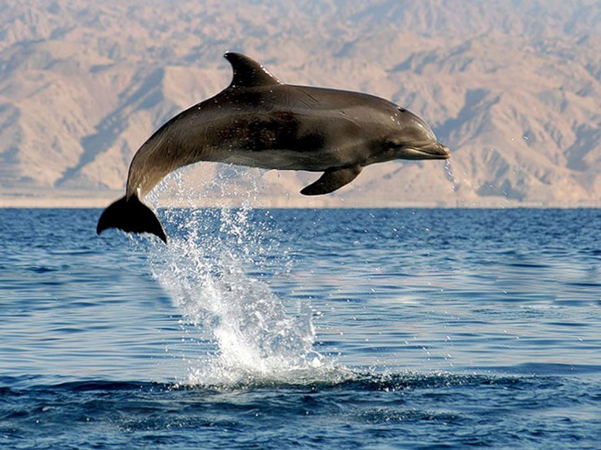 Tapeta tapety delfiny (24).jpg