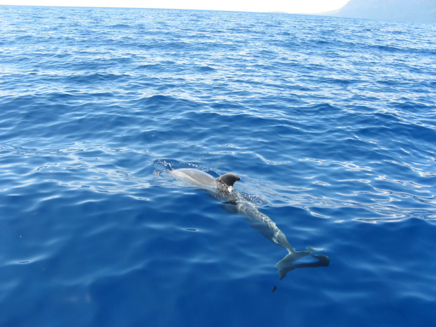 Tapeta tapety delfiny (28).jpg