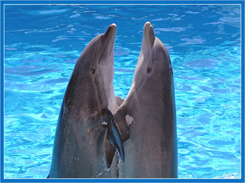 Tapeta tapety delfiny (29).jpg