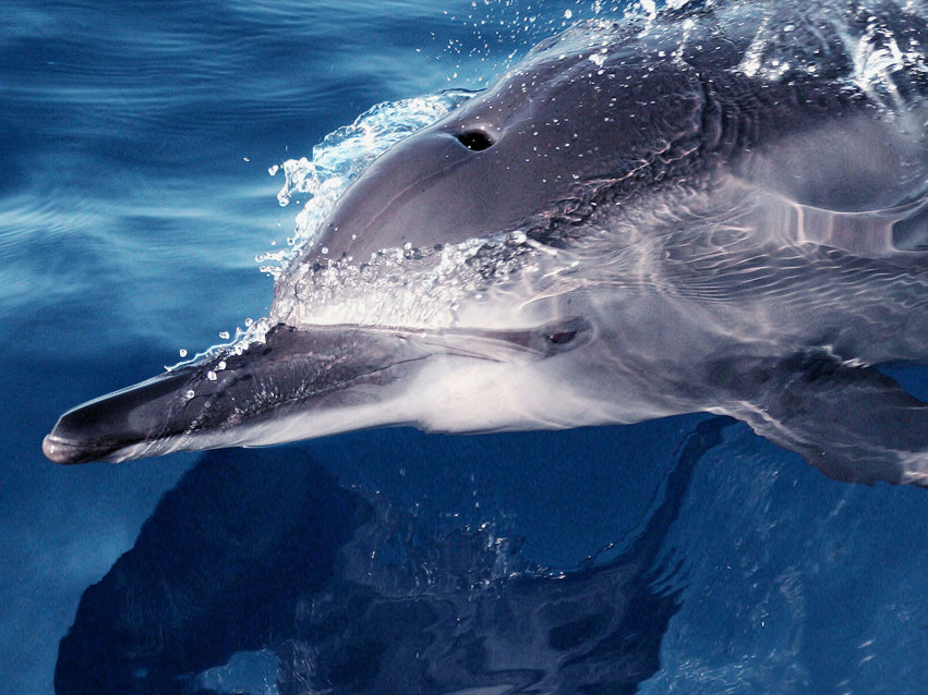 Tapeta tapety delfiny (2).jpg