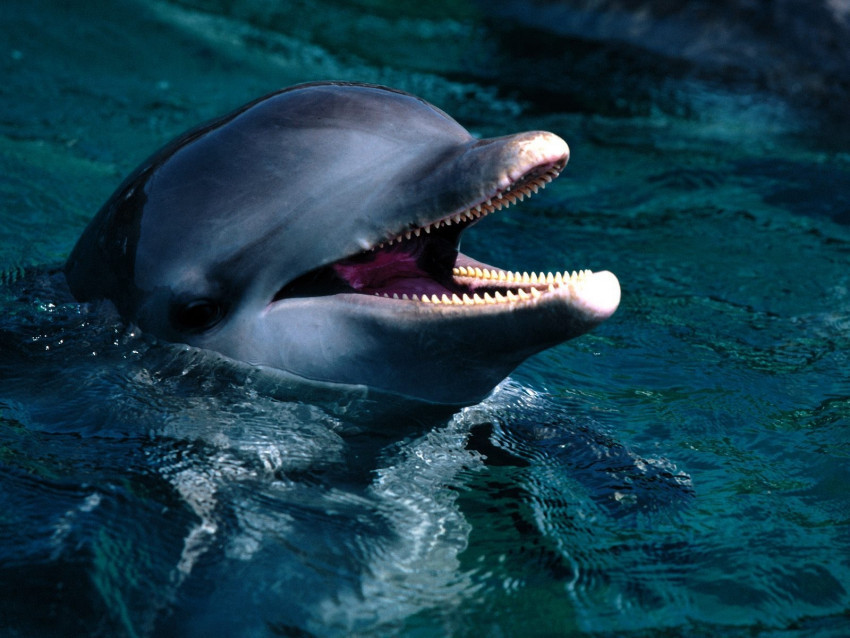 Tapeta tapety delfiny (37).jpg