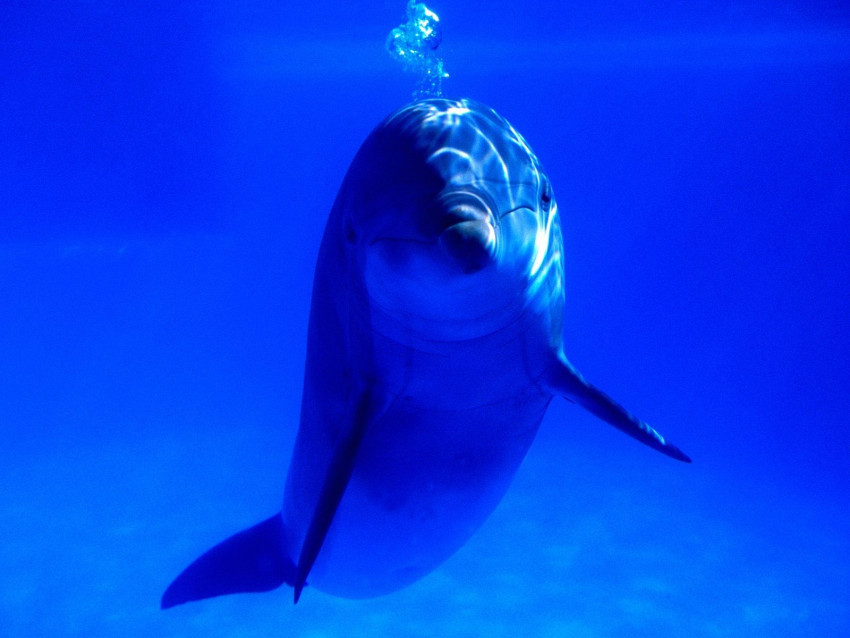 Tapeta tapety delfiny (41).jpg