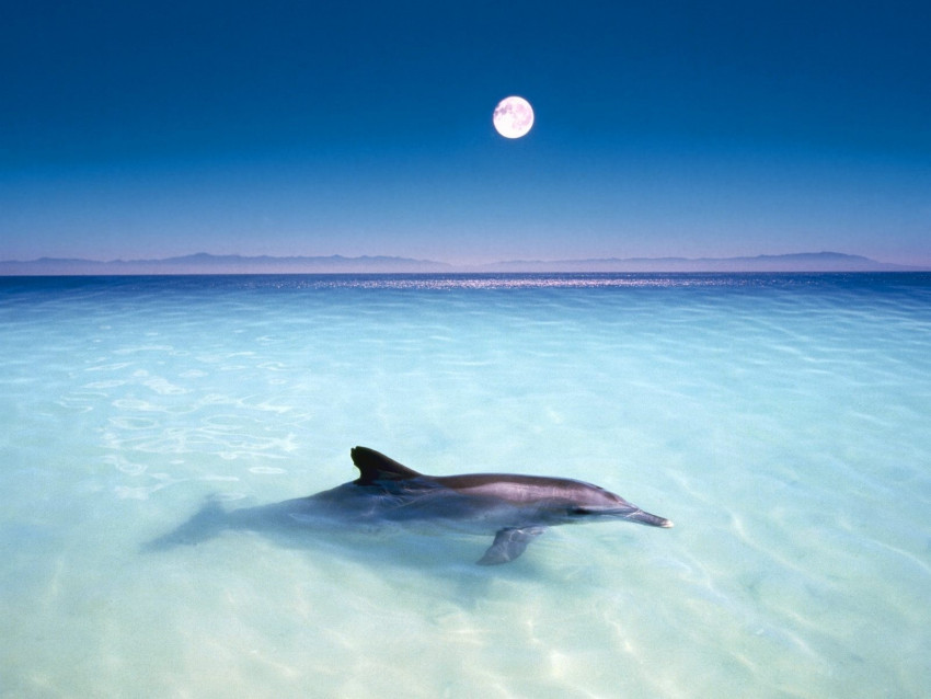Tapeta tapety delfiny (45).jpg