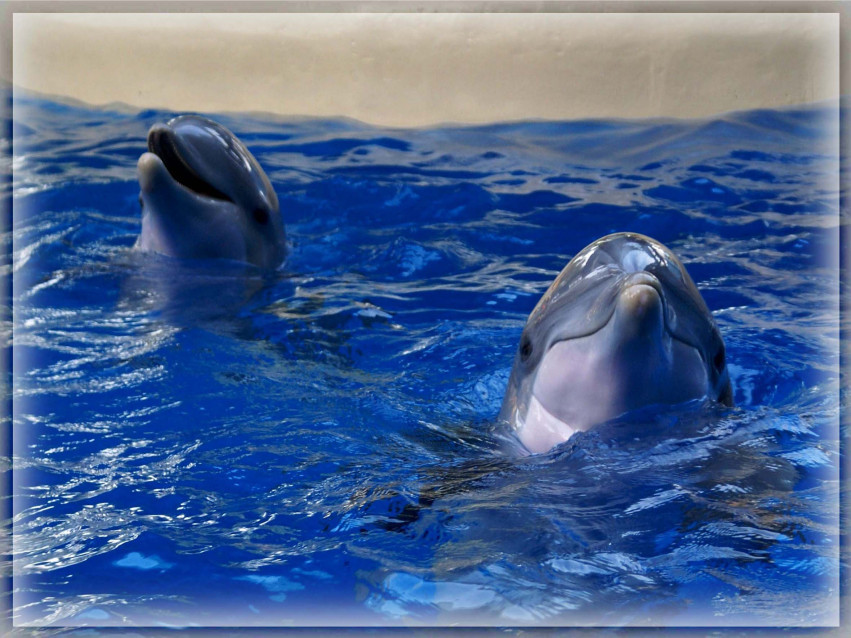 Tapeta tapety delfiny (4).jpg