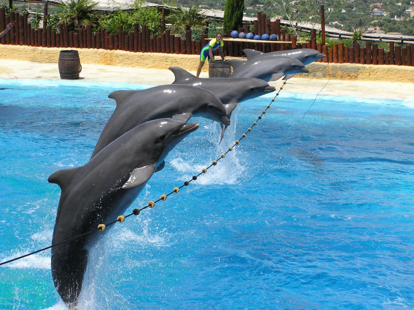 Tapeta tapety delfiny (53).jpg