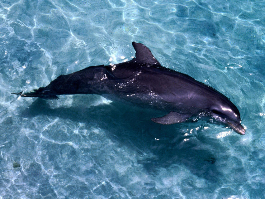 Tapeta tapety delfiny (55).jpg