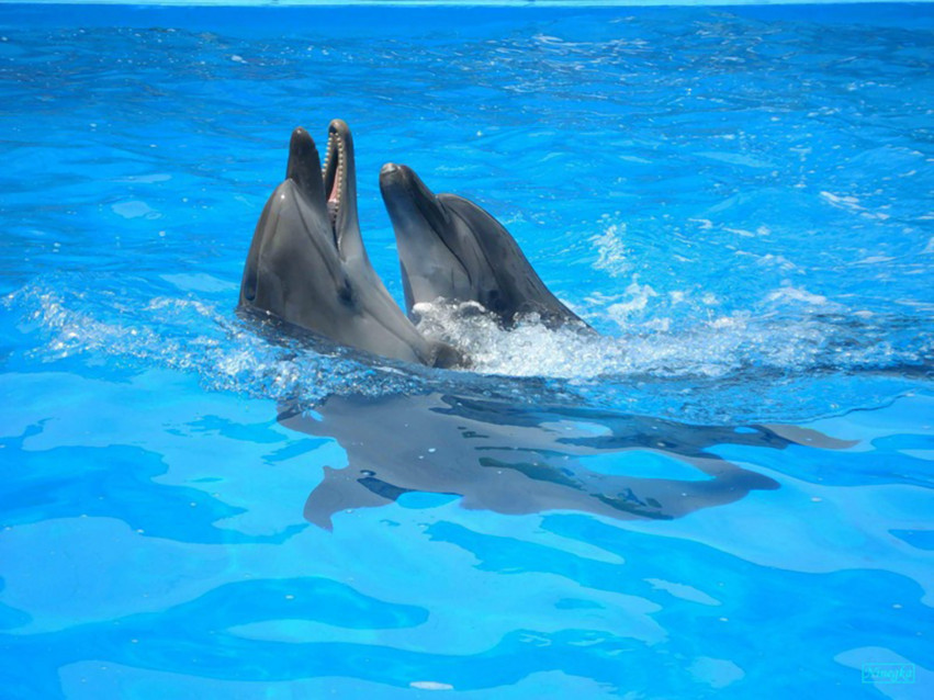 Tapeta tapety delfiny (5).jpg