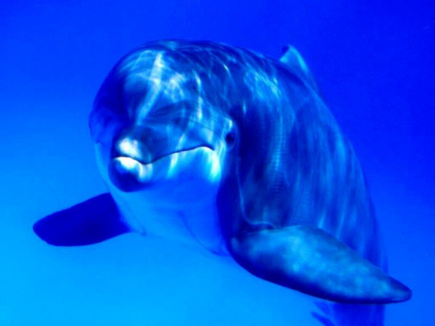Tapeta tapety delfiny (69).jpg