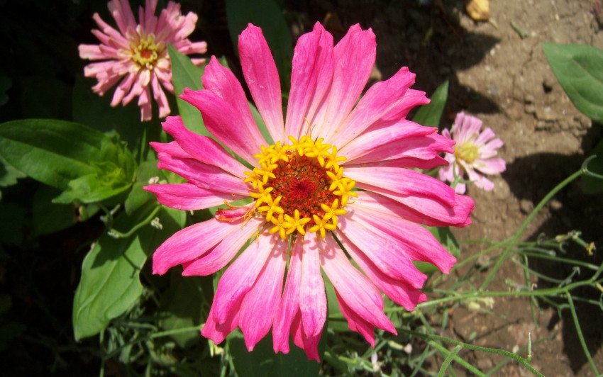 Tapeta Tapety z kwiatami 30