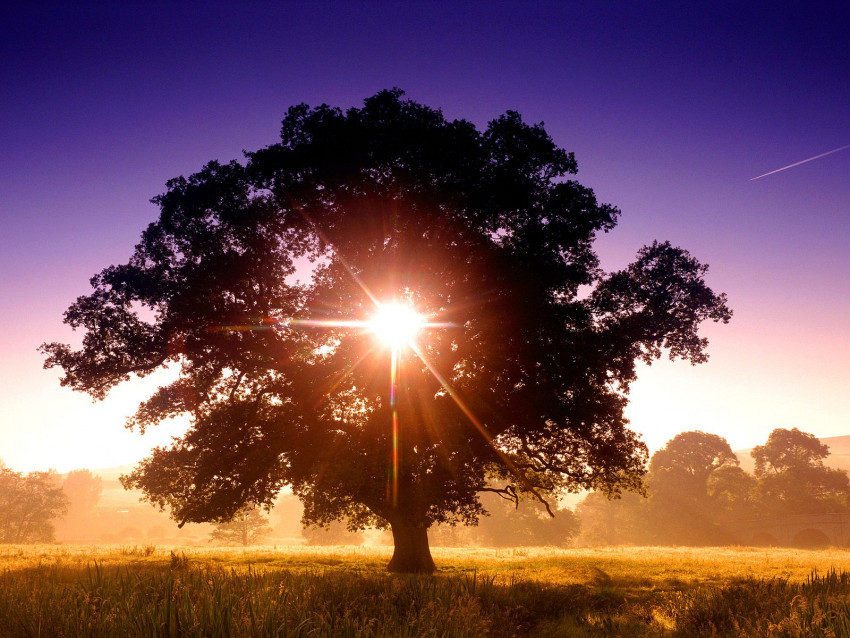 Tapeta Tree of Life, North Devon, England.jpg