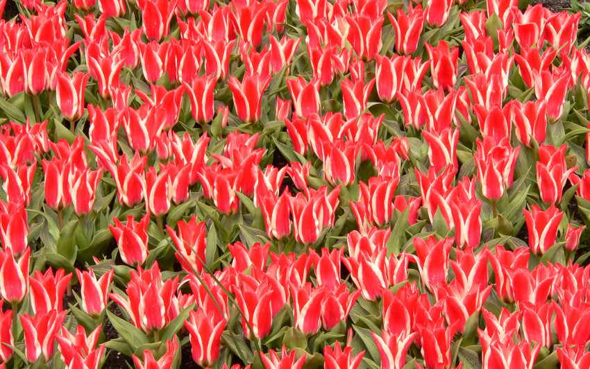 Tapeta Tulipany (10).jpg