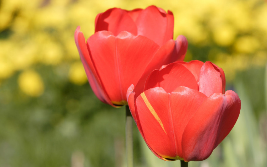 Tapeta Tulipany (2).jpg