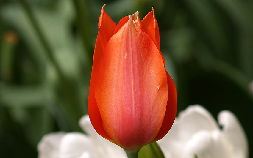 Tapeta Tulipany (40).jpg