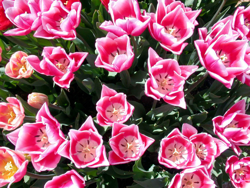 Tapeta Tulipany (41).jpg
