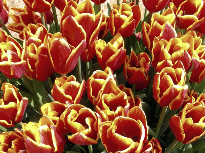 Tapeta Tulipany (45).jpg