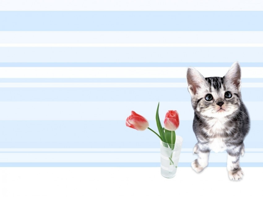 Tapeta tulipany i kot