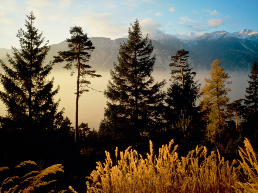 Tapeta Twilight In The Woods, Valais, Switzerland.jpg