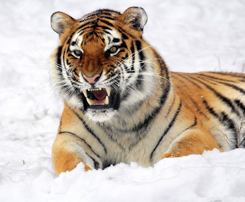 Tapeta Tygrys, Śnieg, Growling, Zoo