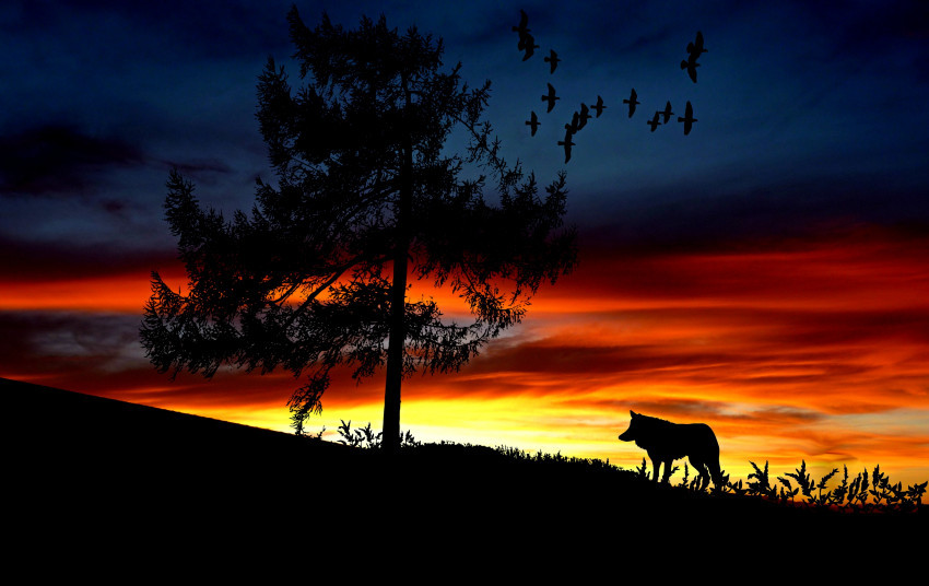 Tapeta Wędrówka wilka o zachodzie słońca
