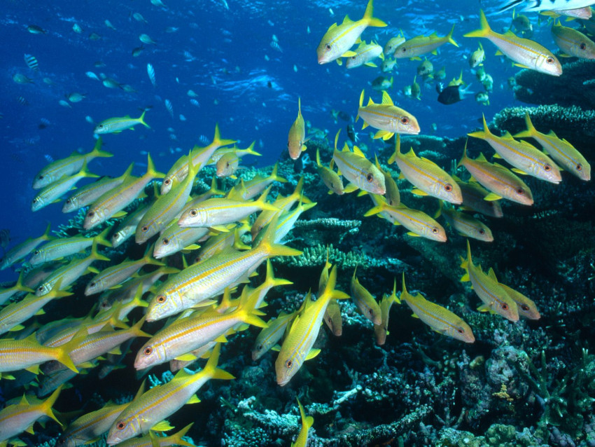 Tapeta Yellow Goatfish, Great Barrier Reef, Australia.jpg